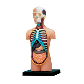 Žmogaus Liemens Modelis su Nuimamu Organų Žmogaus Anatomija Liemens Modelis Organų Švietimo Žaislas Mokymo Priemonė Medicinos Studentas